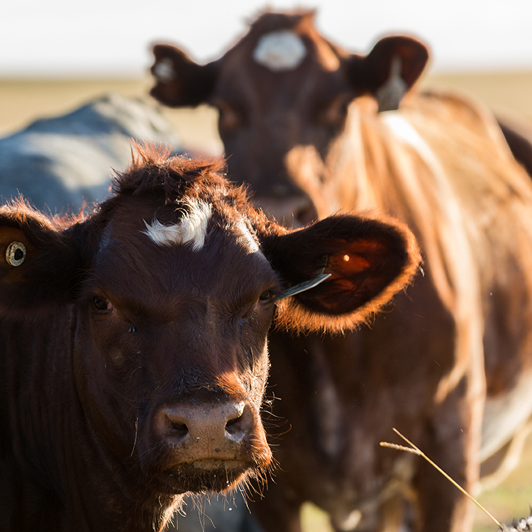 Cattle in field