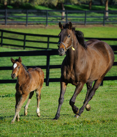 Mother-Mare-Running