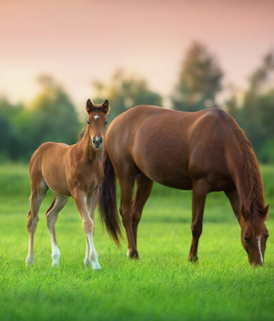 Mother-Mare-Sunset