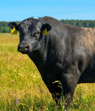 A black angus bull stands on a green grassy field. Agriculture, cattle breeding.