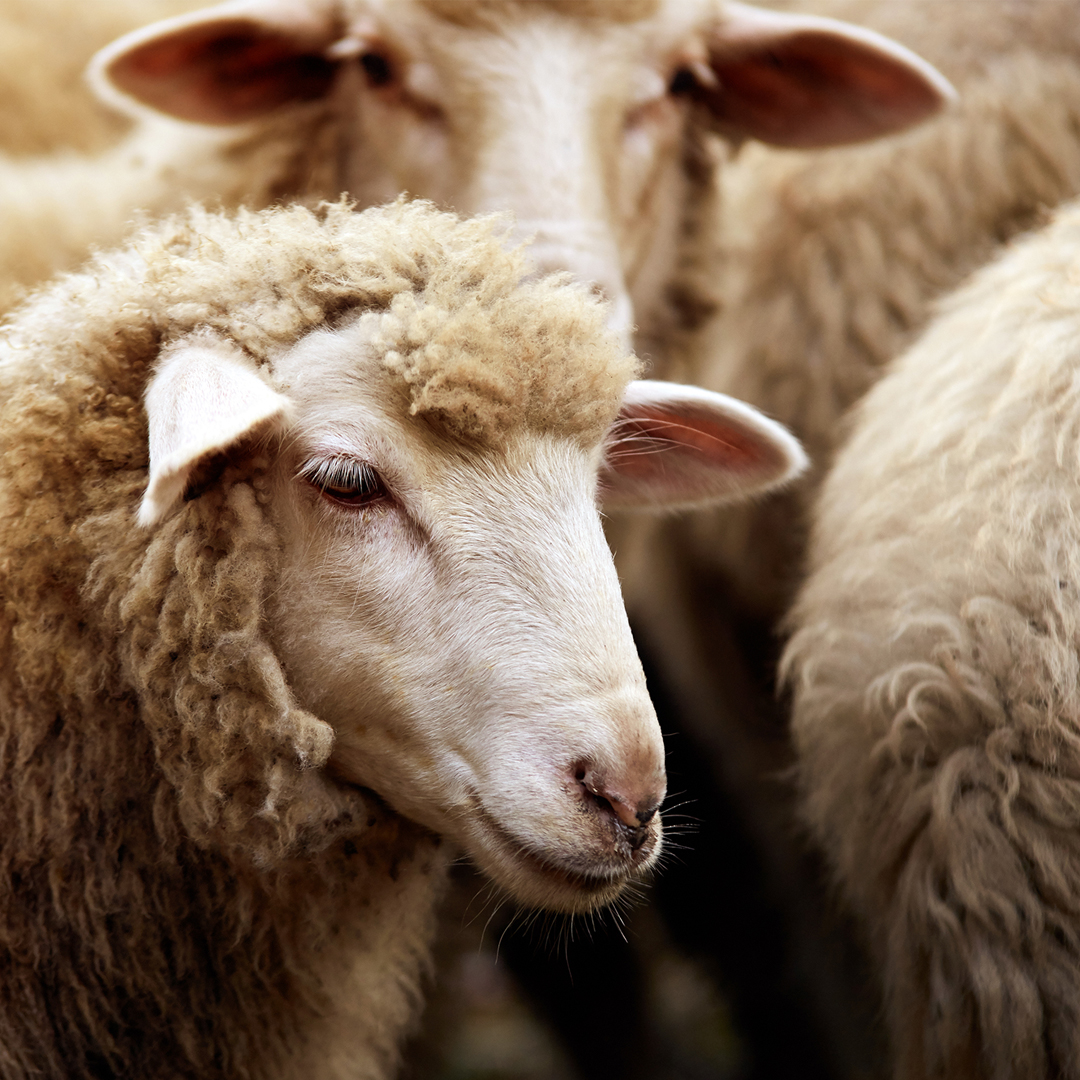 SMALL RUMINANT