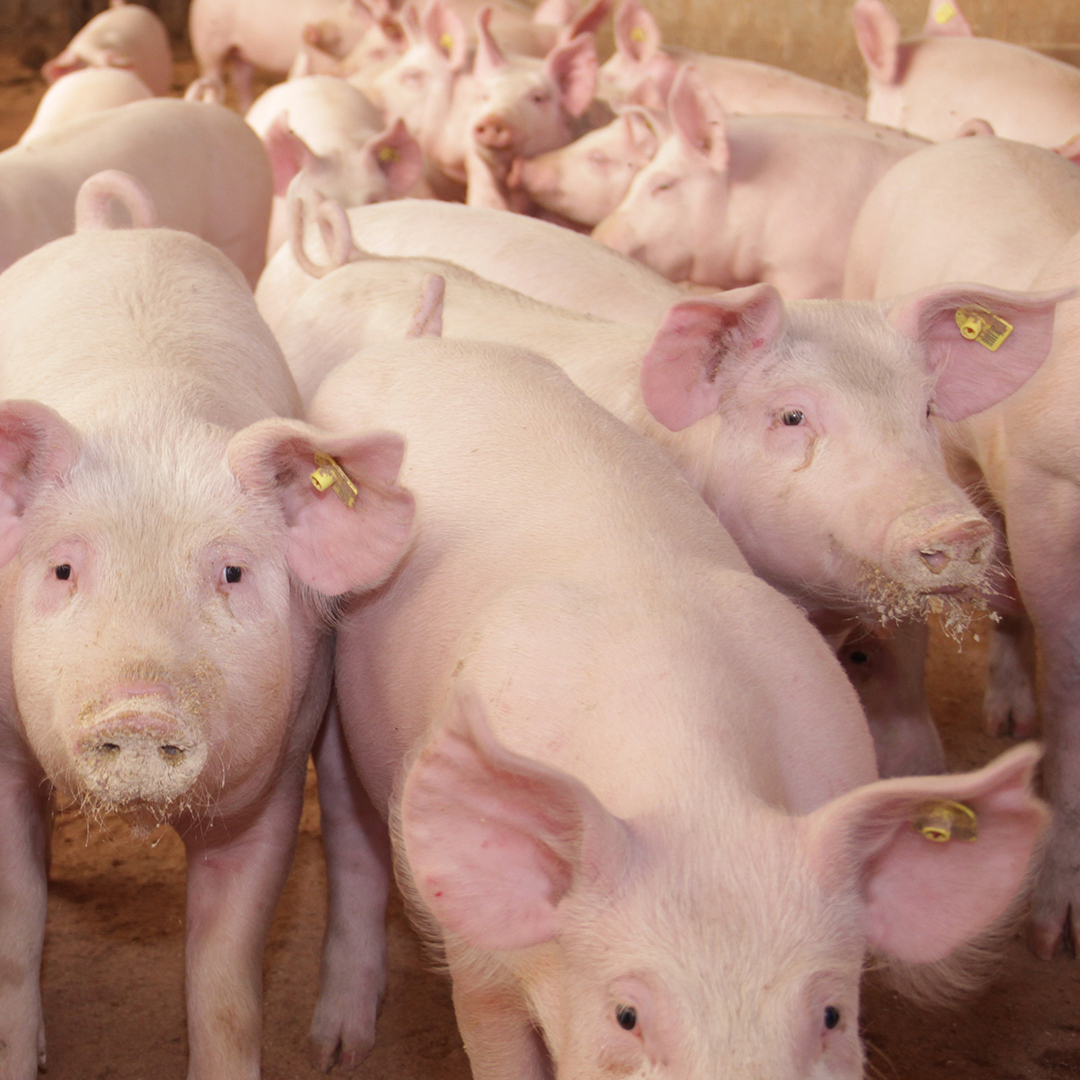 SWINE