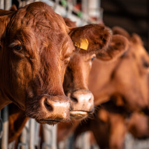 Beef cattle farming and close up view of cow standing in cowshed