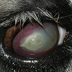 Mycoplasma-Bovoculi-Pinkeye