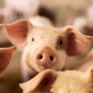 Pig nose in the pen. Focus is on nose. Shallow depth of field.