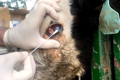 3. Collect Herd Samples & Ship