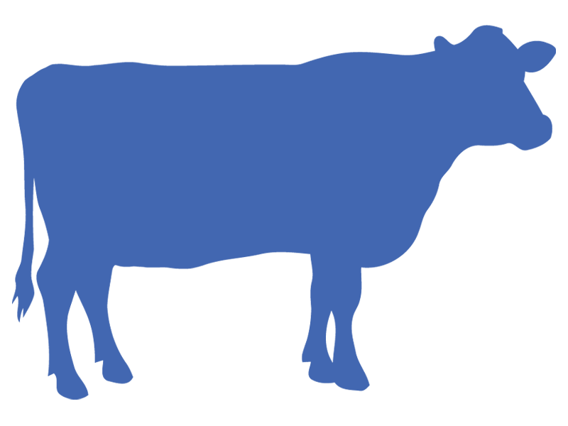 BOVINE