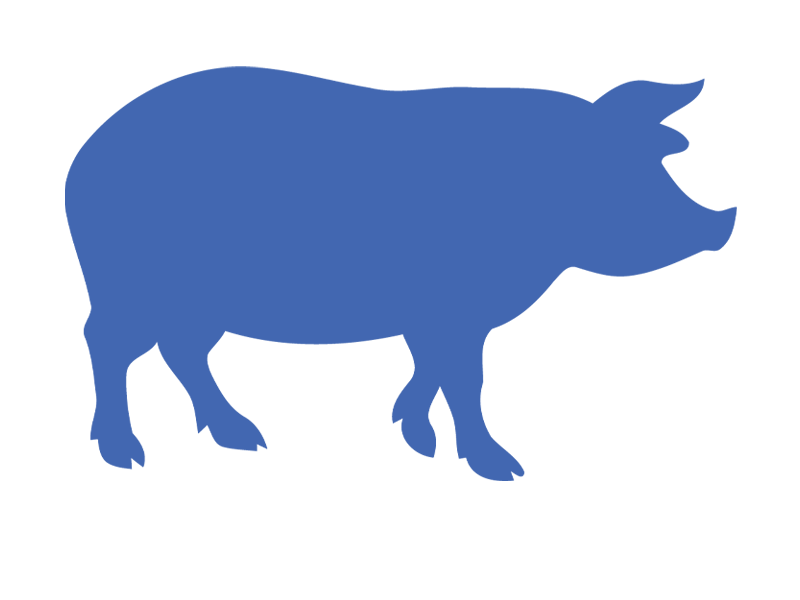 SWINE