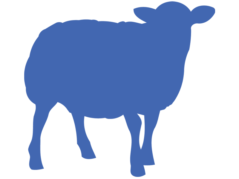 SMALL RUMINANT