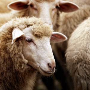 SheepWeb