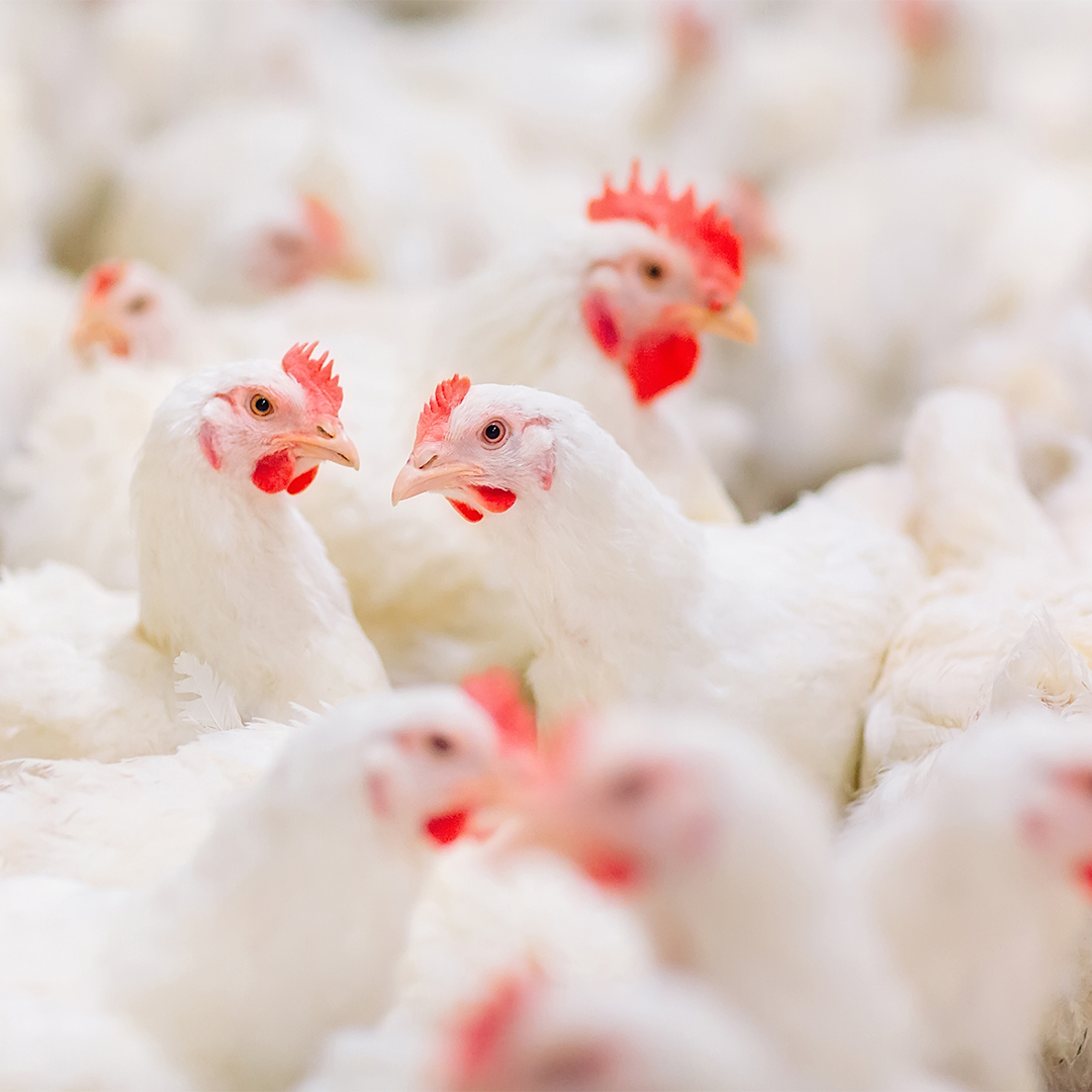 POULTRY