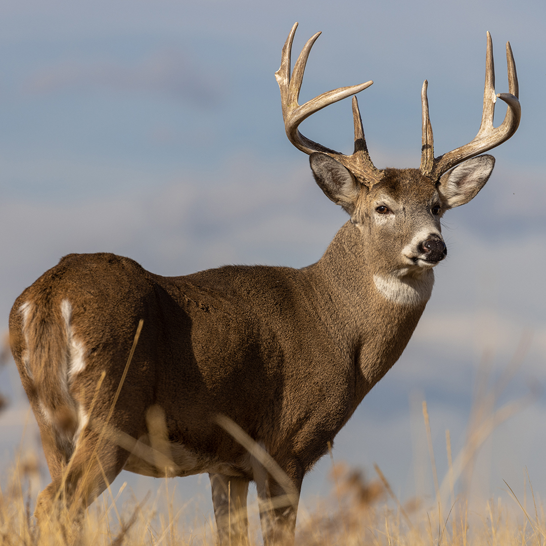 CERVID