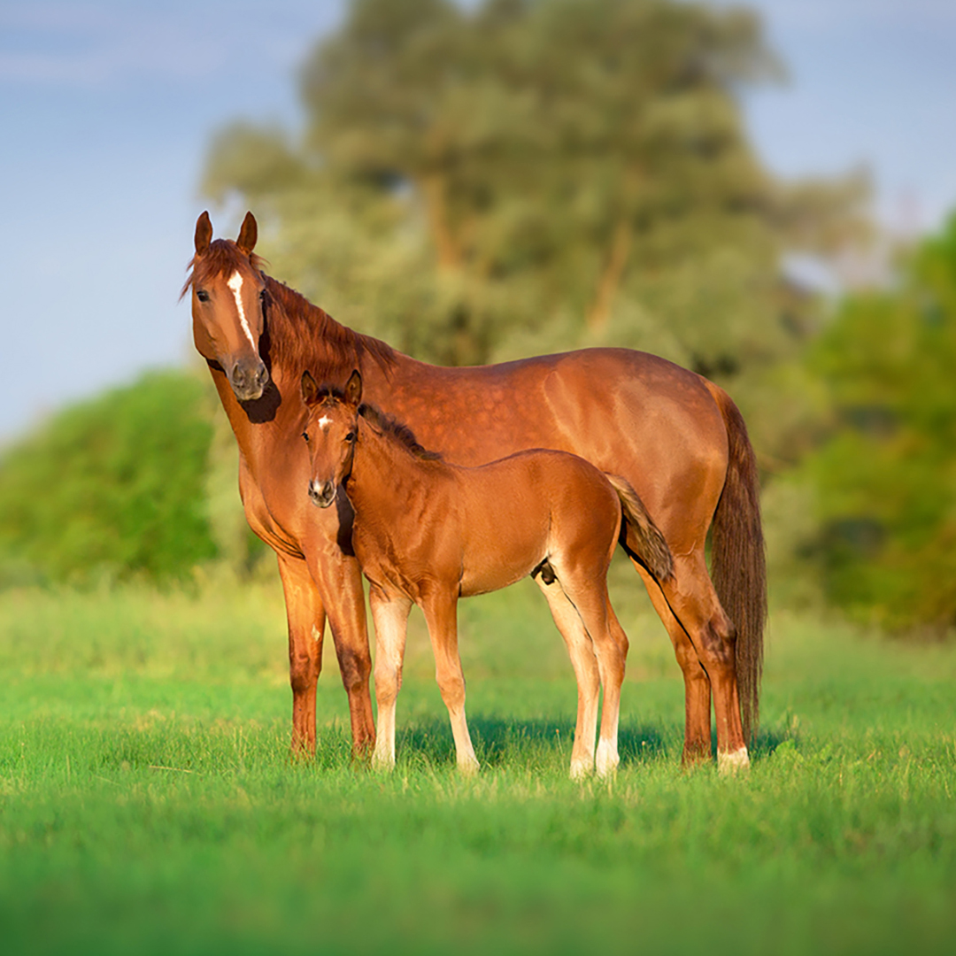 EQUINE