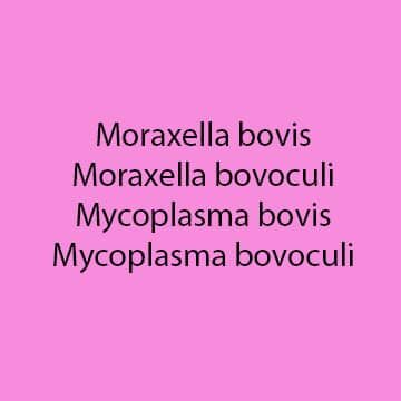 Bovis and Bovoculi